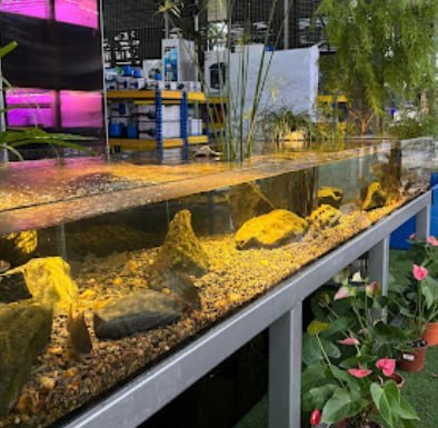 🐬新山桂水族设计私人有限公司🐬 店名:🐬新山KATSURA AQUARIUM DESIGN SDN. BHD🐬 · Menu images