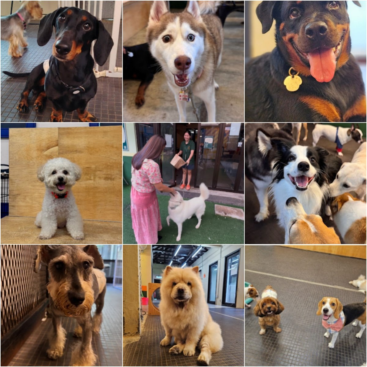 🐕吉隆坡Fetch Me Later Pet Resort🐕 · Menu images
