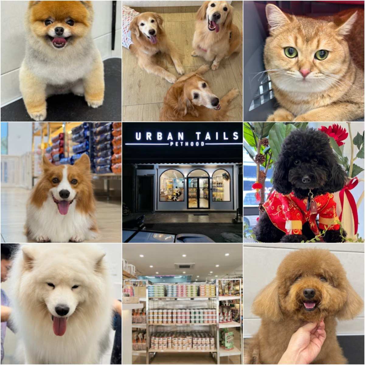 🐕吉隆坡Urban Tails🐕