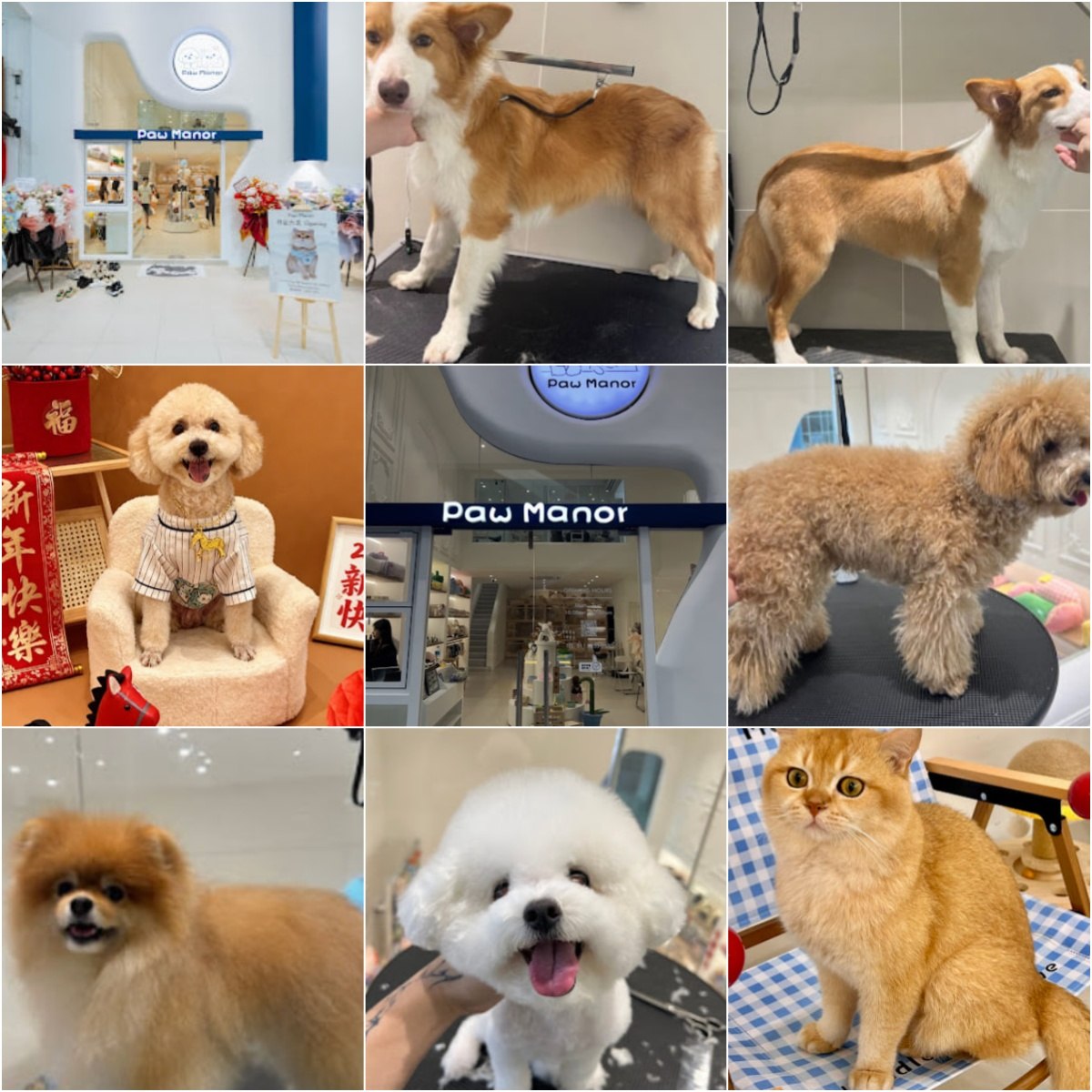 🐾吉隆坡宠物生活馆🐾