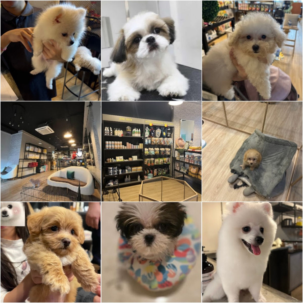 🐩吉隆坡ANK Pet Shop • Kuchai Lama🐩 · Menu images