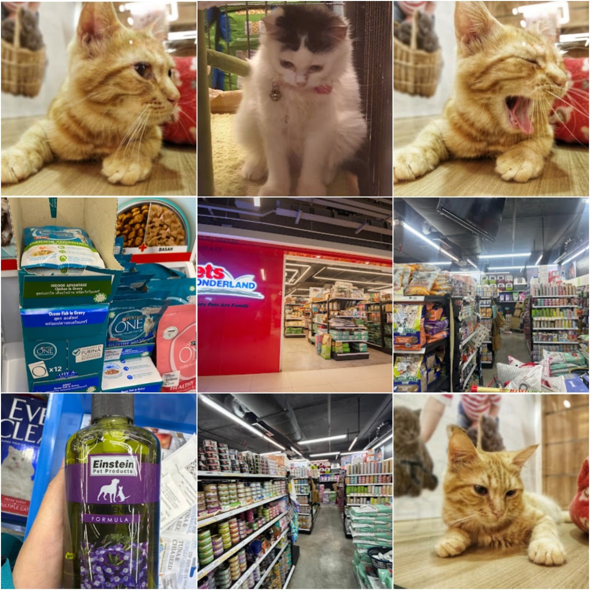 🐈吉隆坡Pets Wonderland @ Sunway 163 Mall🐈