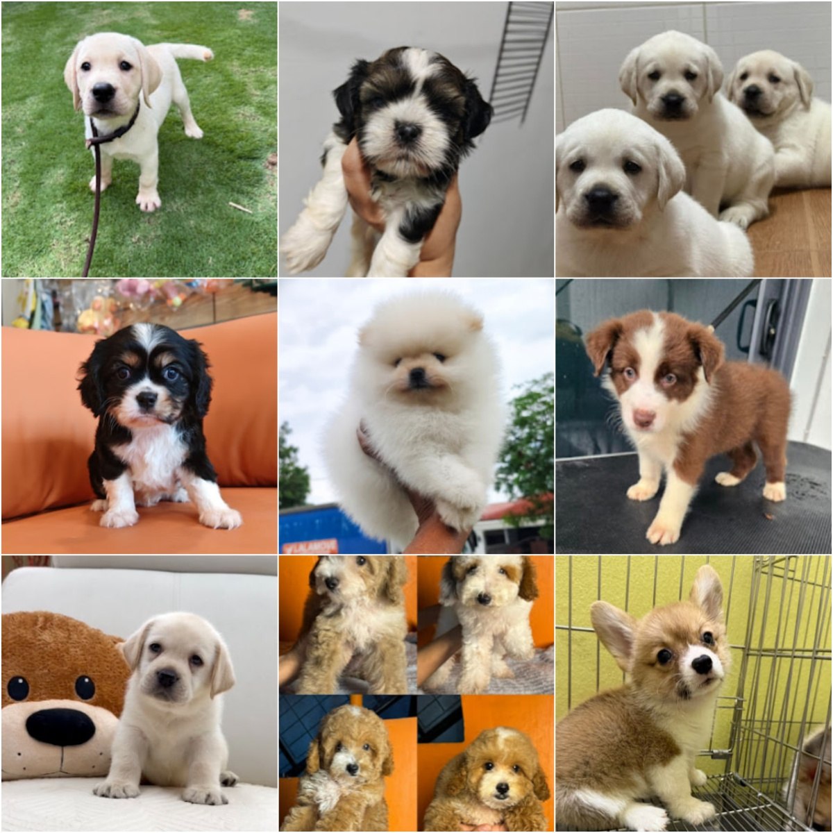 🐩吉隆坡Puppy For Sale Malaysia🐩 · Menu images