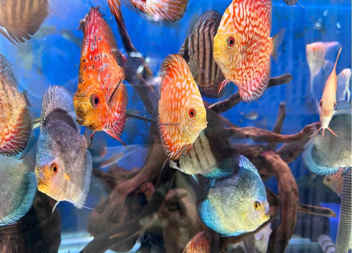 🐬吉隆坡美晶水族馆🐬 · Menu images