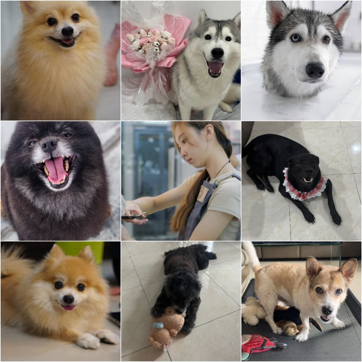 🐩马六甲Huskitory Grooming🐩