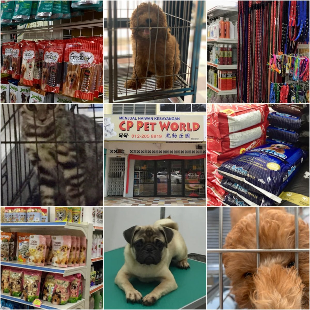 🐕马六甲CP Pet World🐕