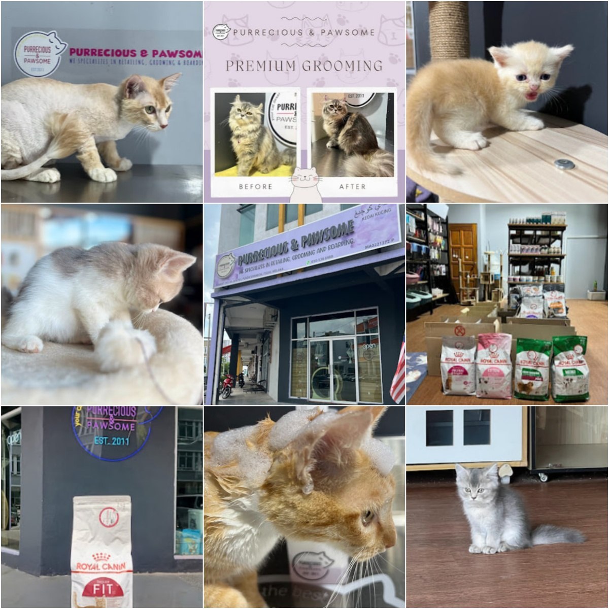 🐈马六甲Purrecious & Pawsome Semabok🐈