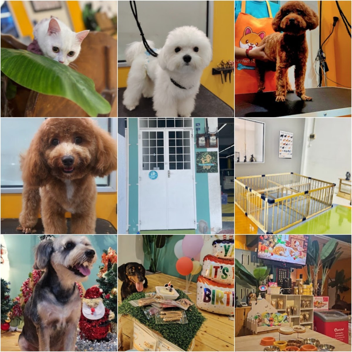 🐕‍🦺马六甲Purrfect Pets Care Melaka🐕‍🦺