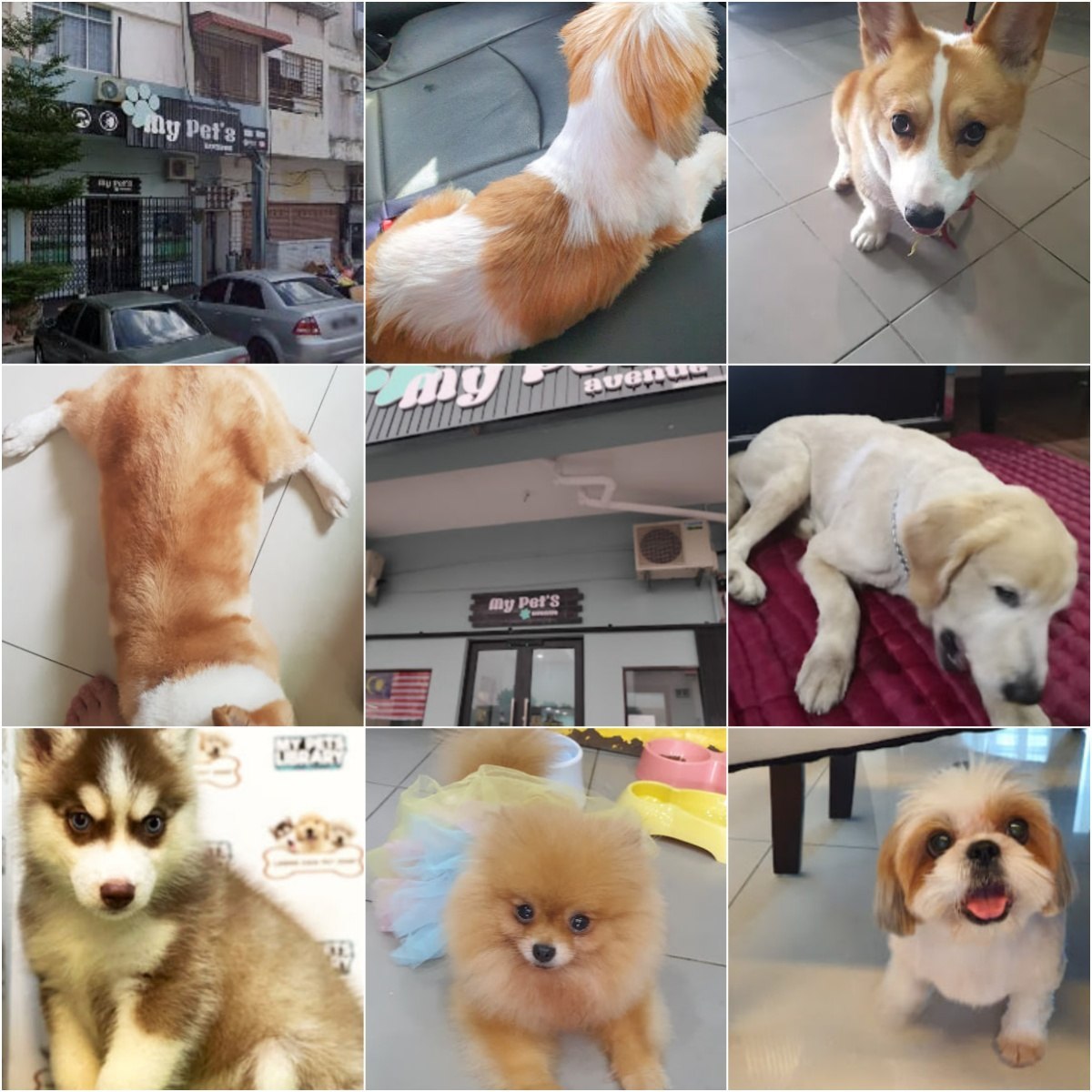 🐕马六甲My Pets Avenue🐕
