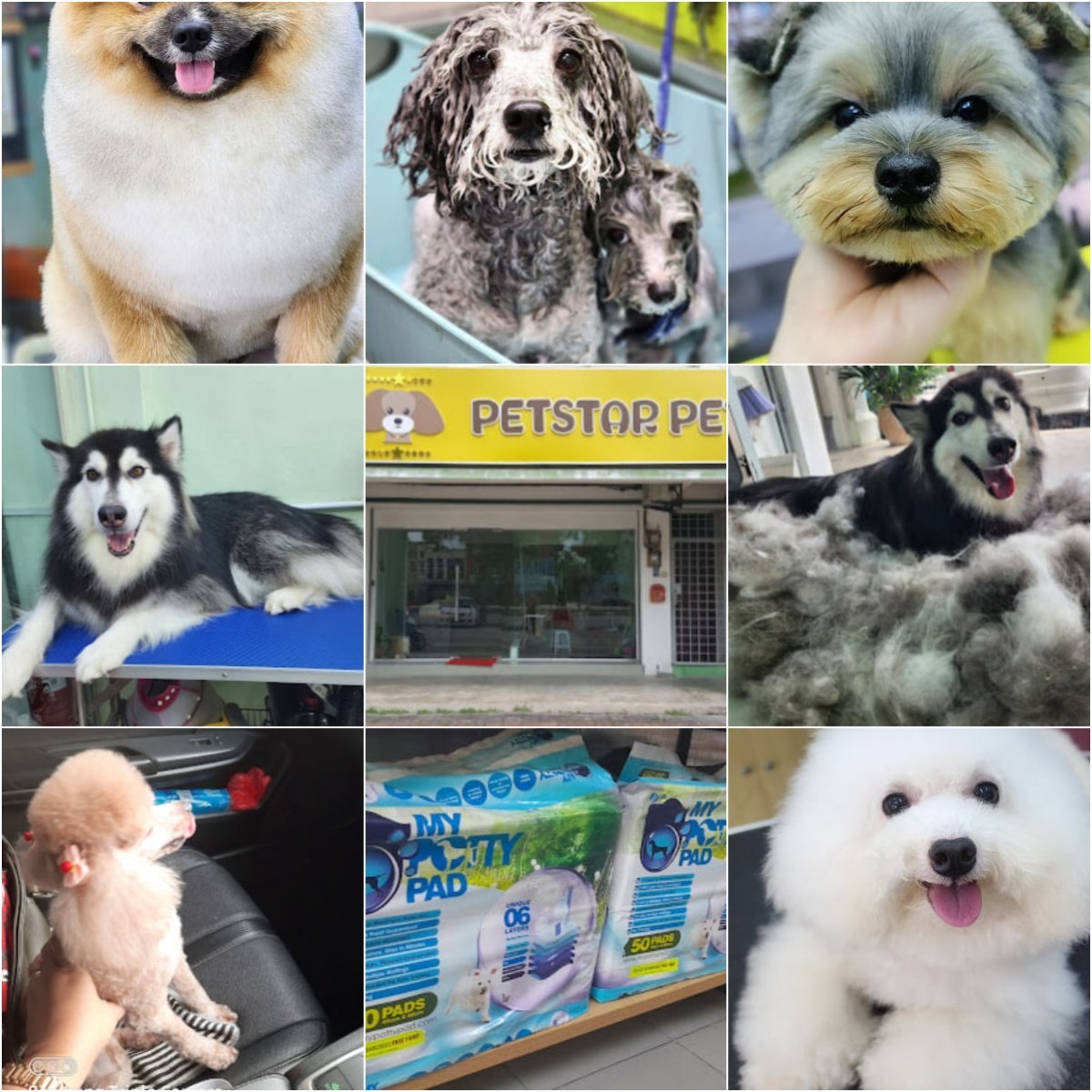 🐾马六甲petstar pet🐾