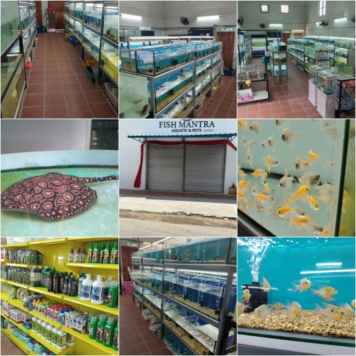 🐟马六甲FISH MANTRA AQUATIC & PETS🐟