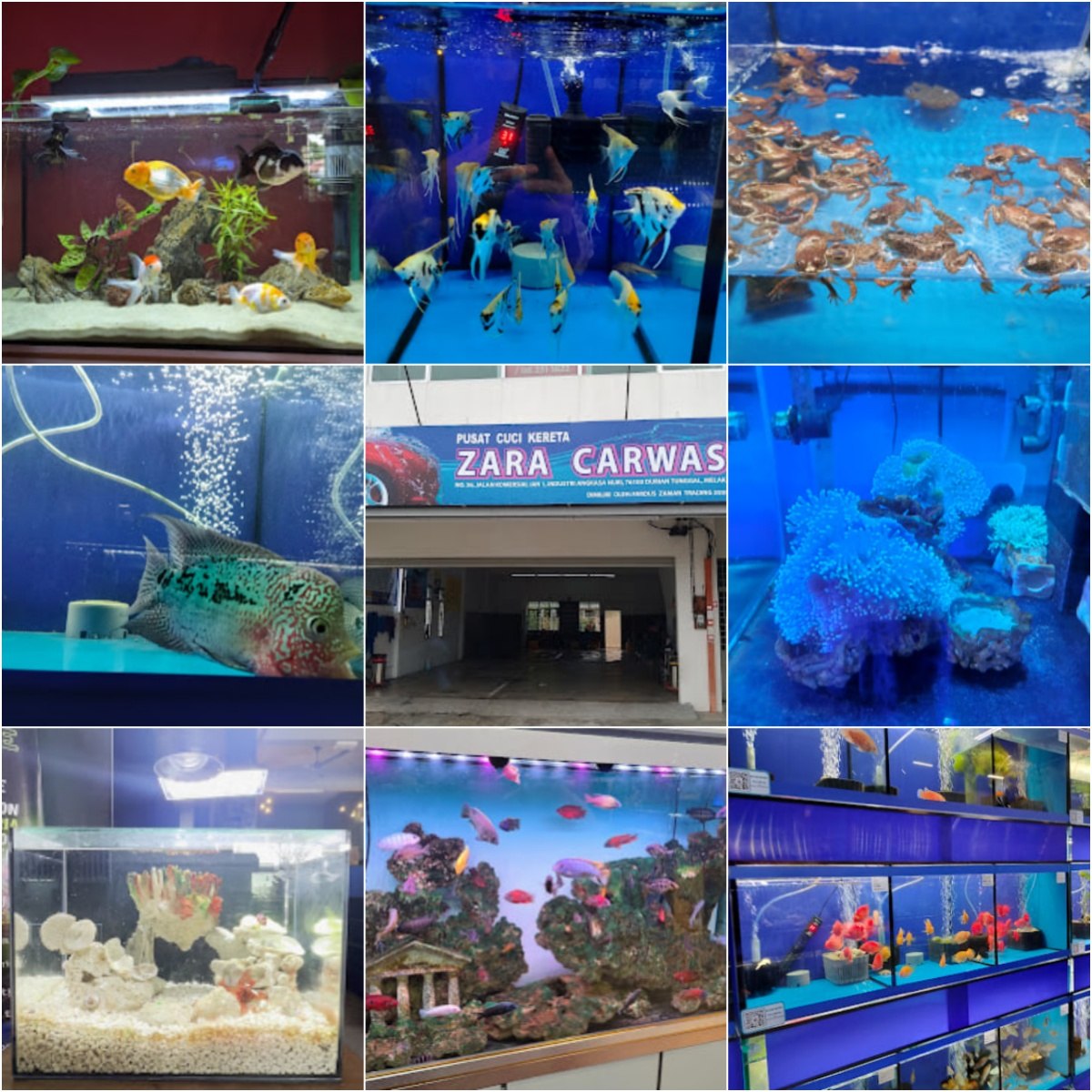 🐡马六甲Nexera Aqua World 🐡