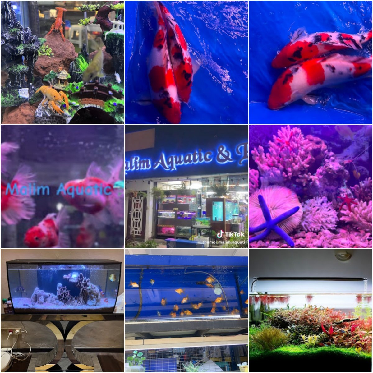 🦈马六甲Malim Aquatic & Pets🦈