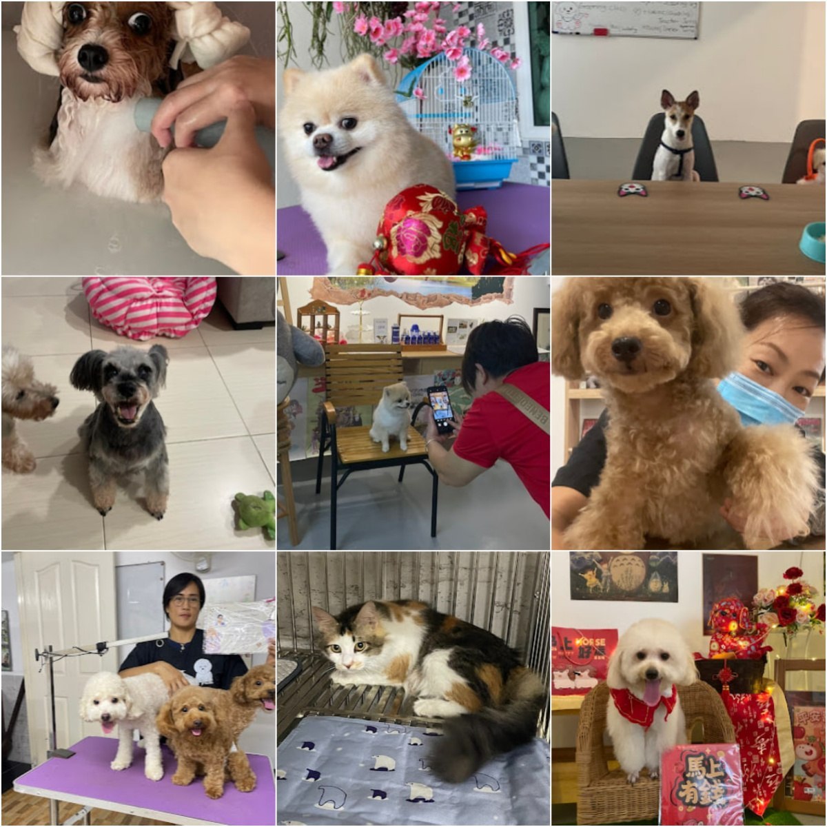 🐶怡保Happy Pawz Pet Care Centre🐶