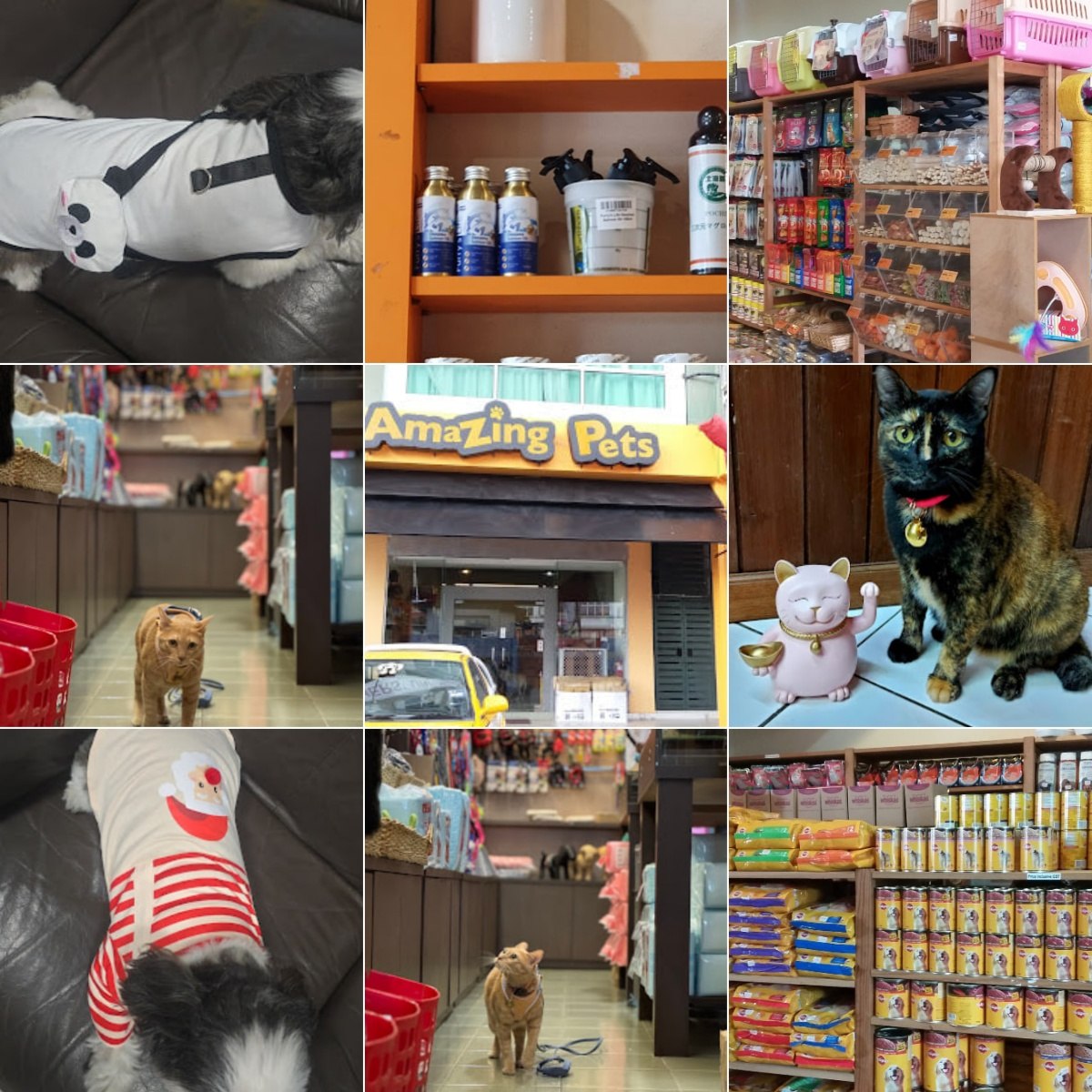🐕‍🦺古晋Amazing Pets🐕‍🦺