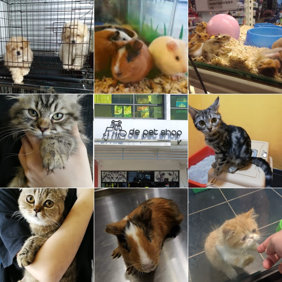 🐈古晋De Pet Shop🐈