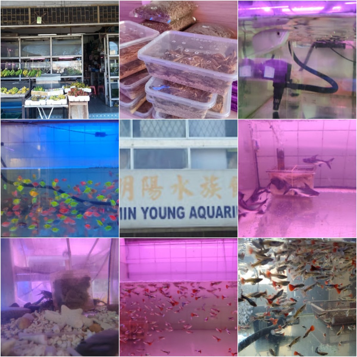 🐠古晋明阳水族馆🐠