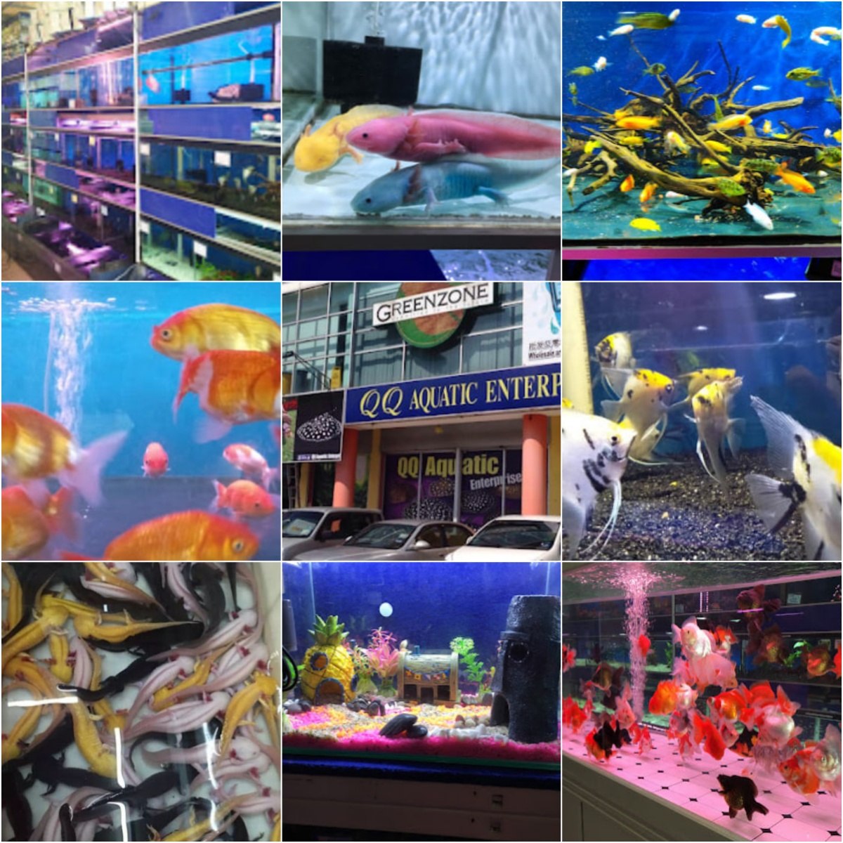 🐡古晋QQ Aquatic Enterprise🐡