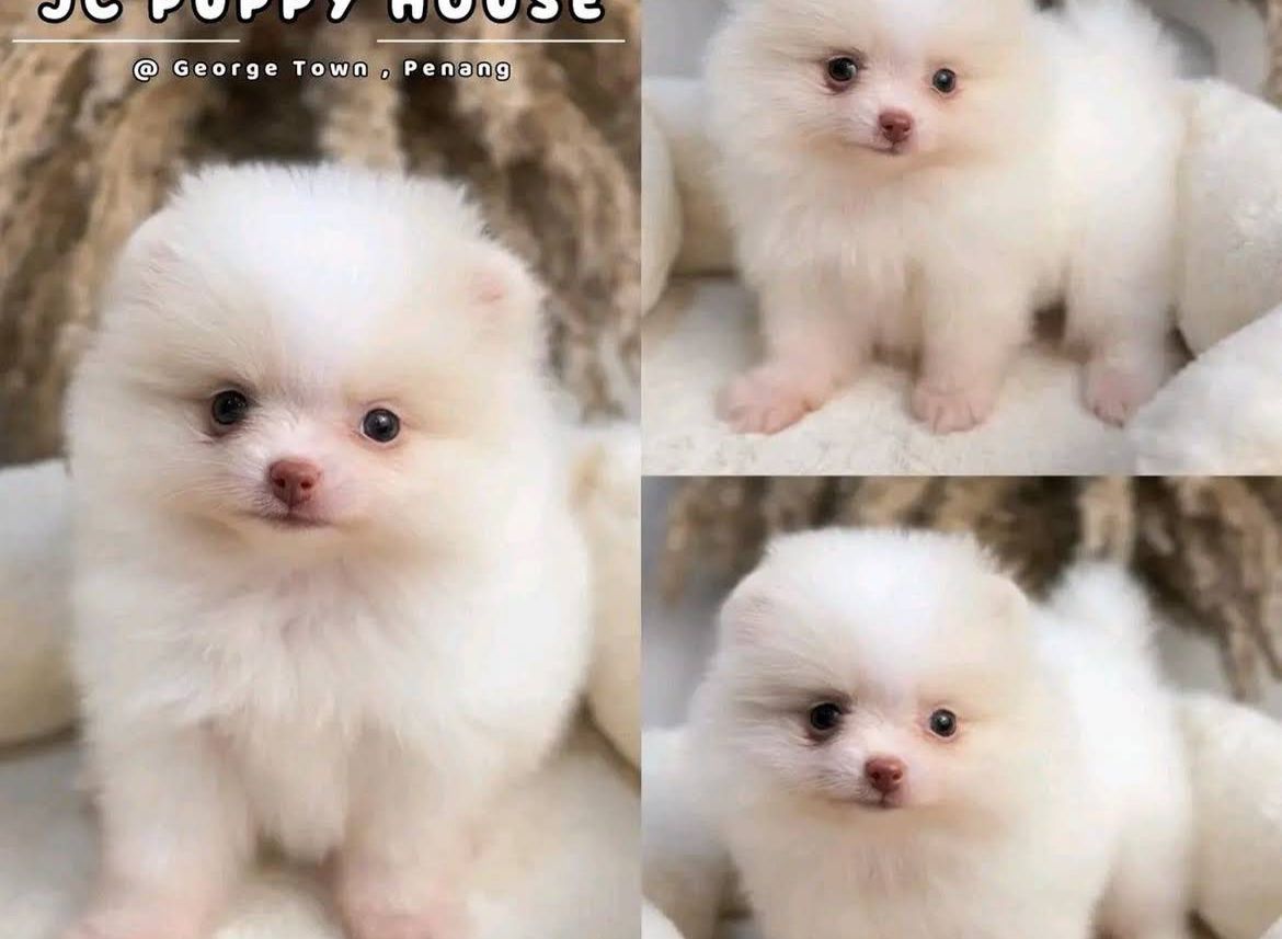 🦮槟城JC幼犬之家🦮