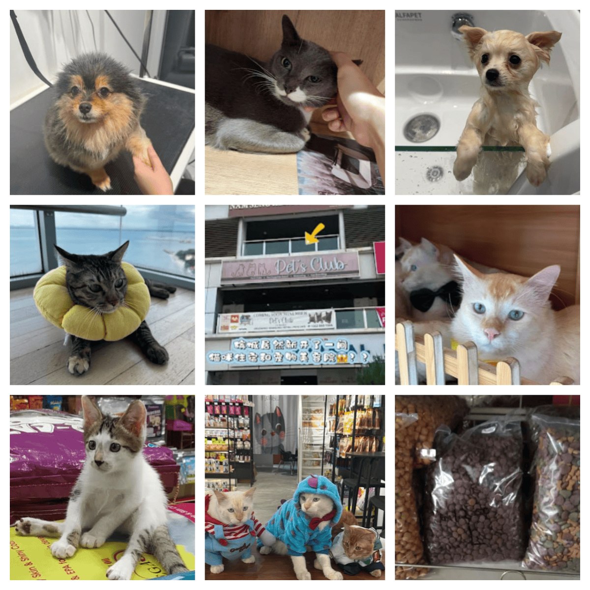 🐶槟城宠物俱乐部🐶