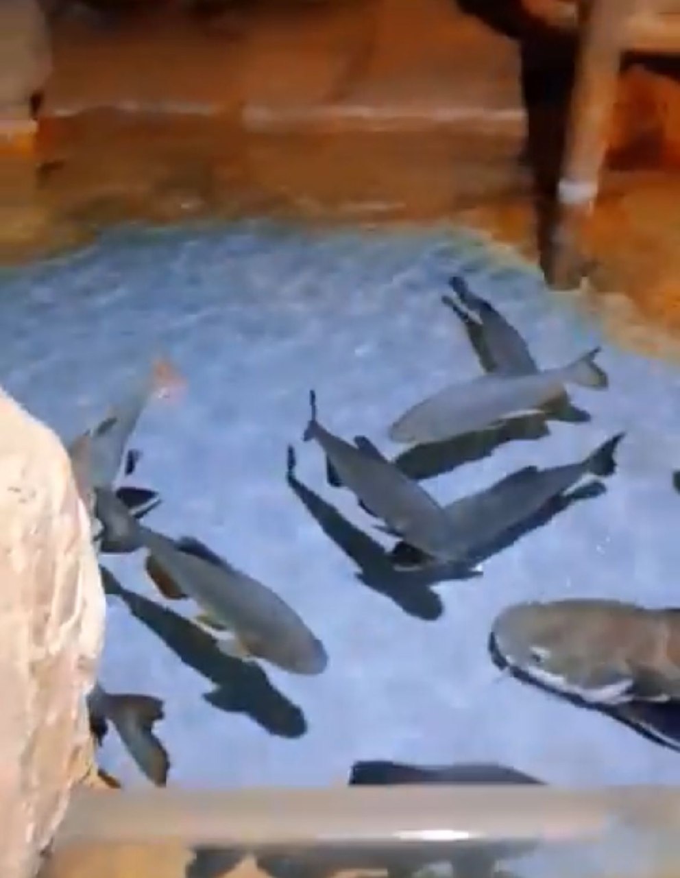 槟城The Top Boutique Aquarium