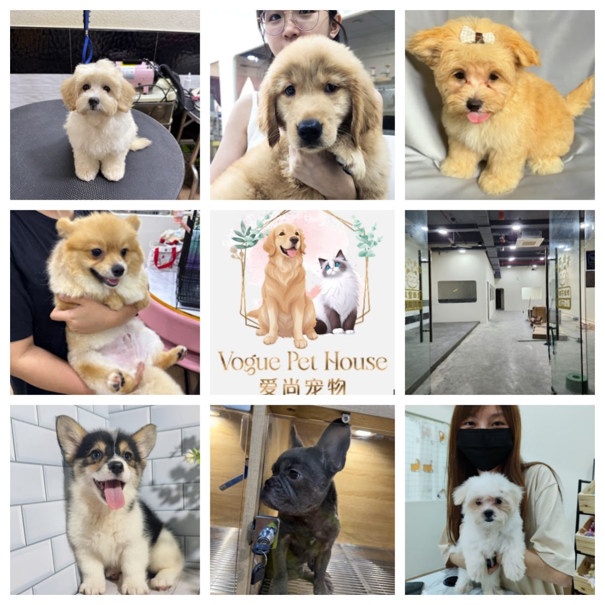 🐩新山时尚宠物屋🐩