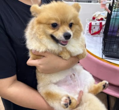 🐩新山时尚宠物屋🐩 · Menu images