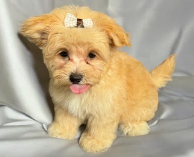 🐩新山时尚宠物屋🐩 · Menu images