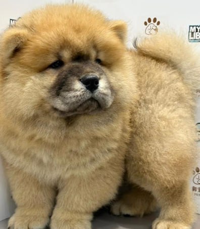 🐶新山御宠阁🐶 · Menu images