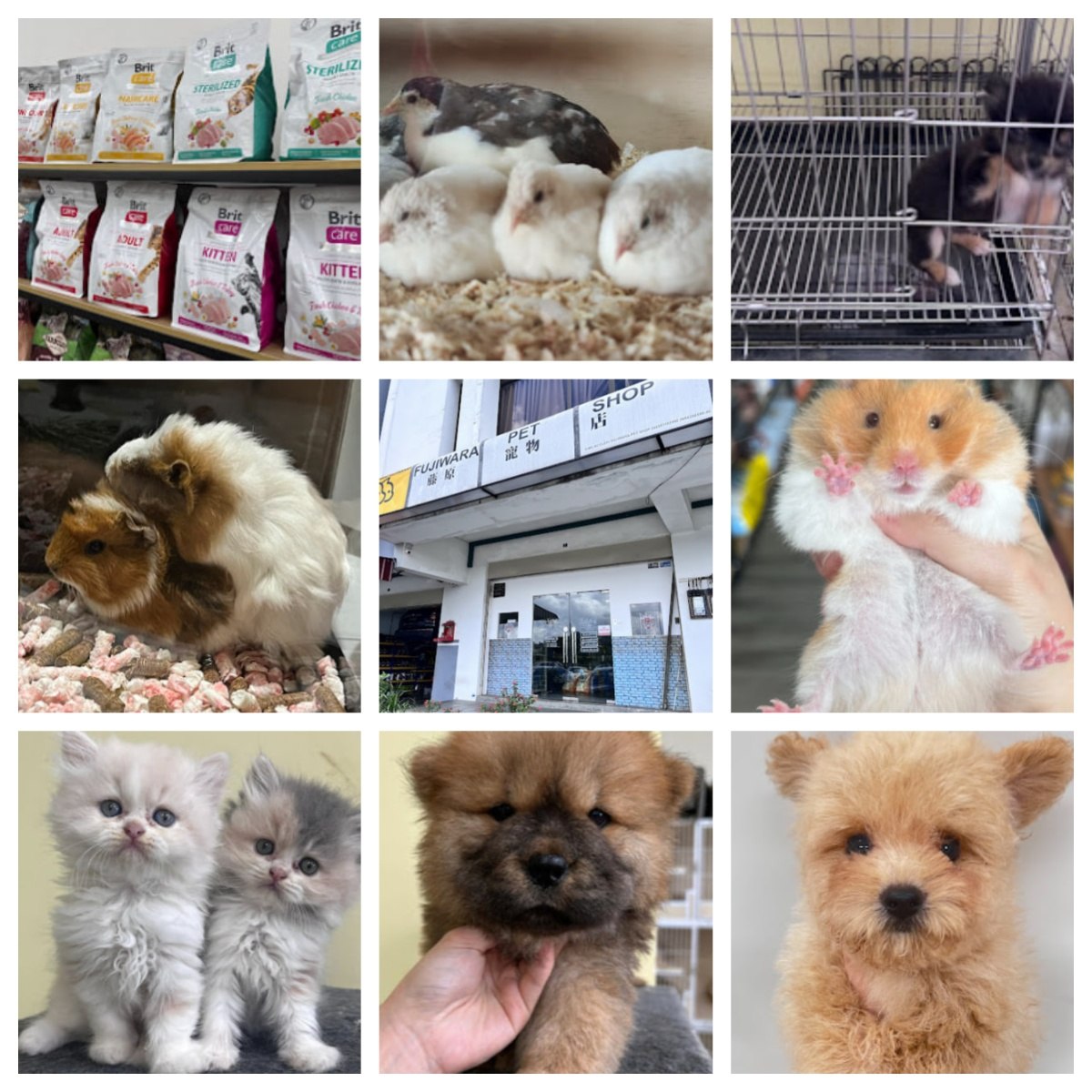 🐶新山藤原宠物店🐶