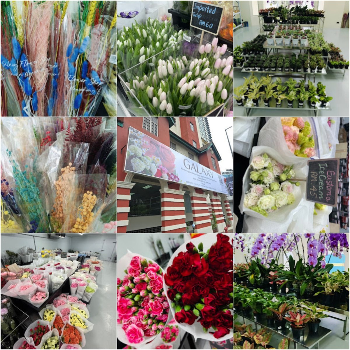 🏵吉隆坡Galaxy Flower (Malaysia) Sdn.Bhd.🏵